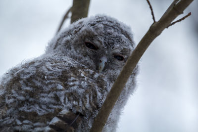 Close-up of owl perching on branch