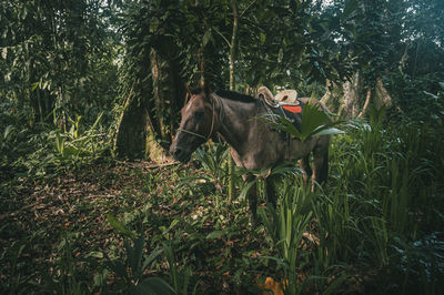 Horse standing on field