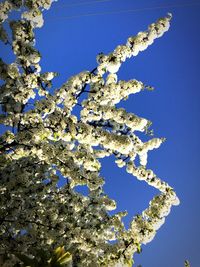 Low angle view of cherry blossom tree against blue sky