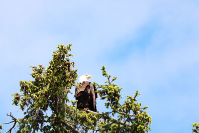 Low angle view of tree against clear blue sky and eagle on top