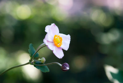 Close-up of flowering plant