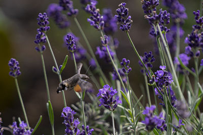 Close-up of butterfly on purple flowering plant