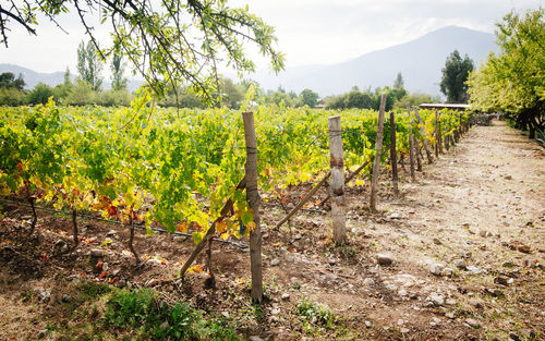 Scenic view of vineyard