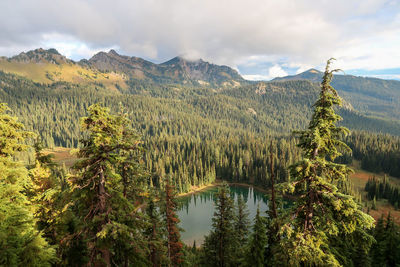 Scenic view of pine trees against sky