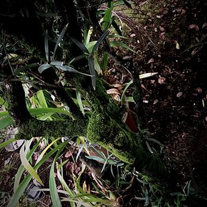 High angle view of plants growing on field