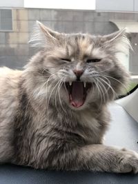 Close-up of cat yawning