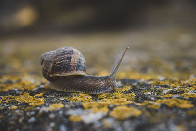 Close-up of snail on lichen covered rock