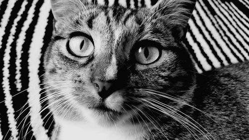 Close-up portrait of cat