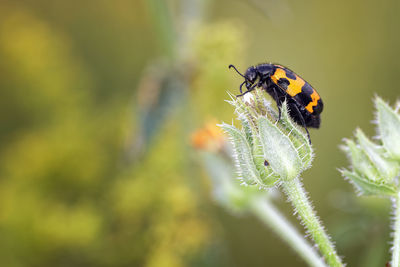 Close-up of insect on flower