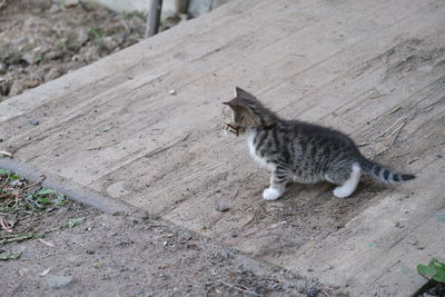 High angle view of a cat lying on land