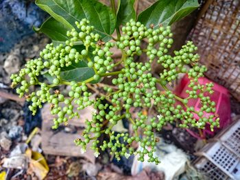 High angle view of berries growing on plant