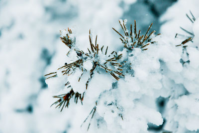 Close-up of snow covered plant