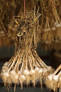 Close-up of garlic bulbs hanging in store