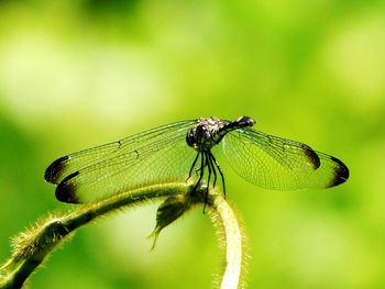 Close-up of butterfly on leaf