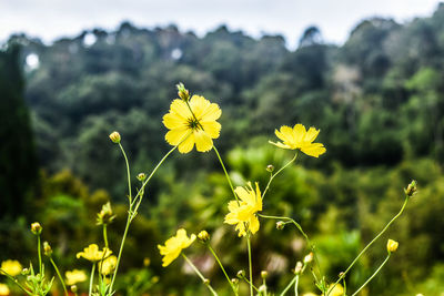 Close-up of yellow flowering plant on field