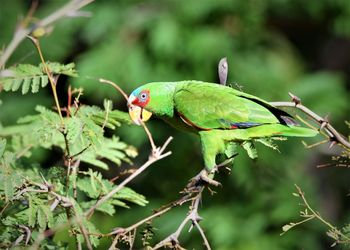 Close-up of a parrot