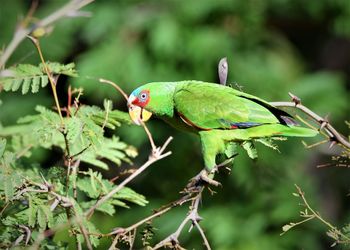 Leeching parrot