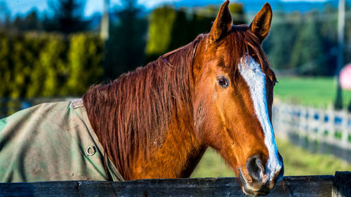 Close-up of horse