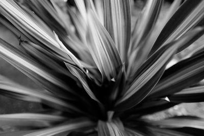 Full frame shot of flowering plant