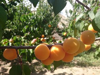 Close-up of peaches growing on branch