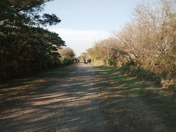 Dog on road amidst trees against sky