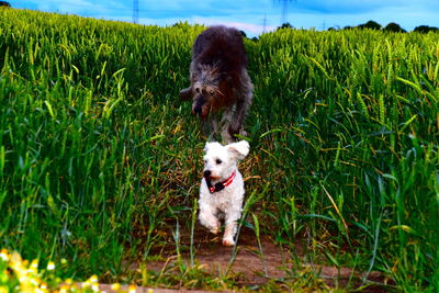 Dog running in a field