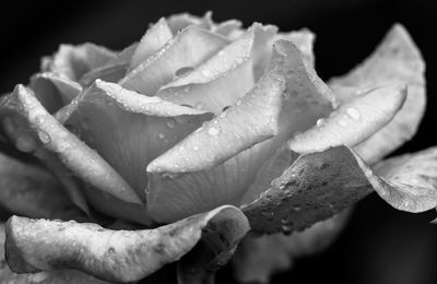 Close-up of wet rose against black background
