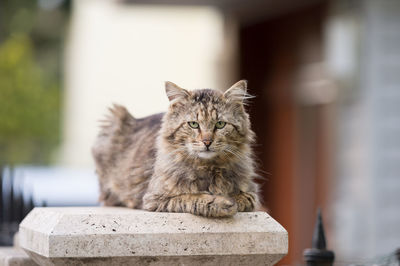 Portrait of cat resting on retaining wall