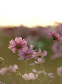 Close-up of pink cosmos flowers on field