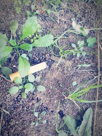 High angle view of plants growing on land