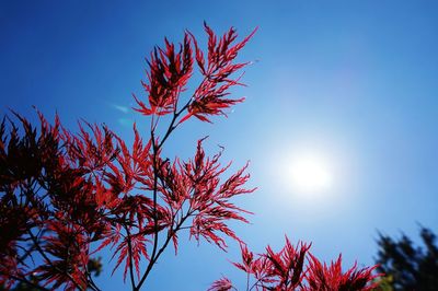 Low angle view of plant against clear blue sky