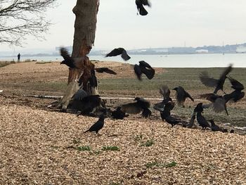 Birds on beach against sea