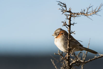 Close-up of bird perching on bare tree