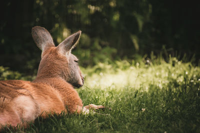 Close-up of kangaroo on field