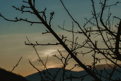 Low angle view of silhouette bare tree against sky at sunset