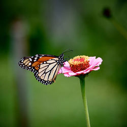 Close-up of butterfly on flower