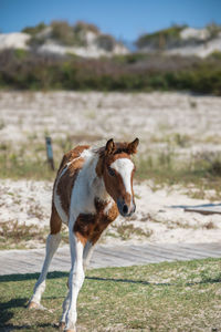 Horse standing in a field