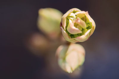 Close-up of flower buds against black background
