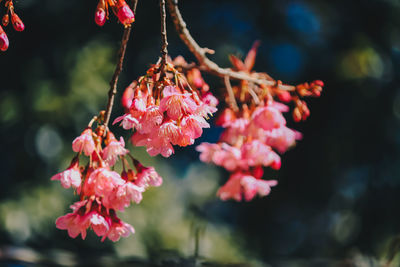 Close-up of pink cherry blossoms in spring