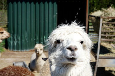 Close-up of an animal pen