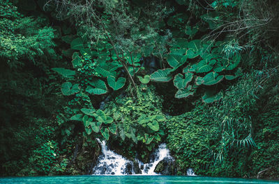 Scenic view of waterfall in forest