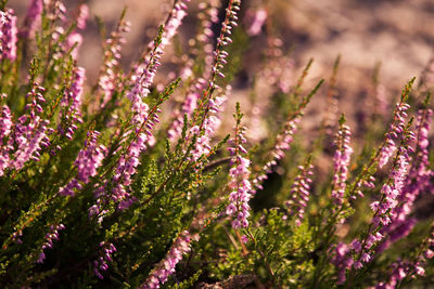 A beautiful flowers blooming in the summer garden. backyard scenery of fresh flowers.