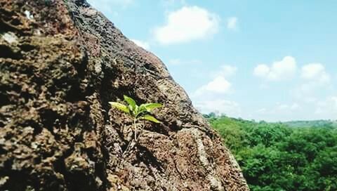 Low angle view of tree mountain against sky