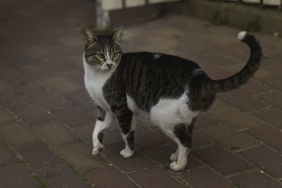 Portrait of cat