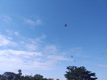 Low angle view of birds flying in sky