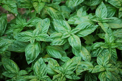 Full frame shot of fresh green plants