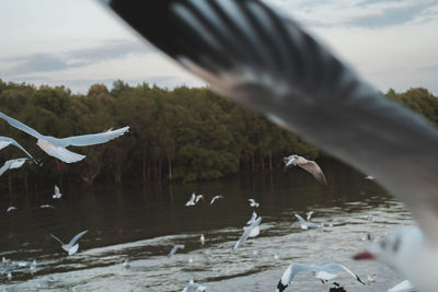 Seagulls flying over lake