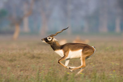 Deer standing on field