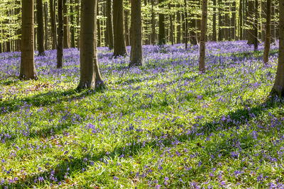 Scenic view of purple flowering plants in forest