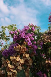 Close-up of pink flowering plant